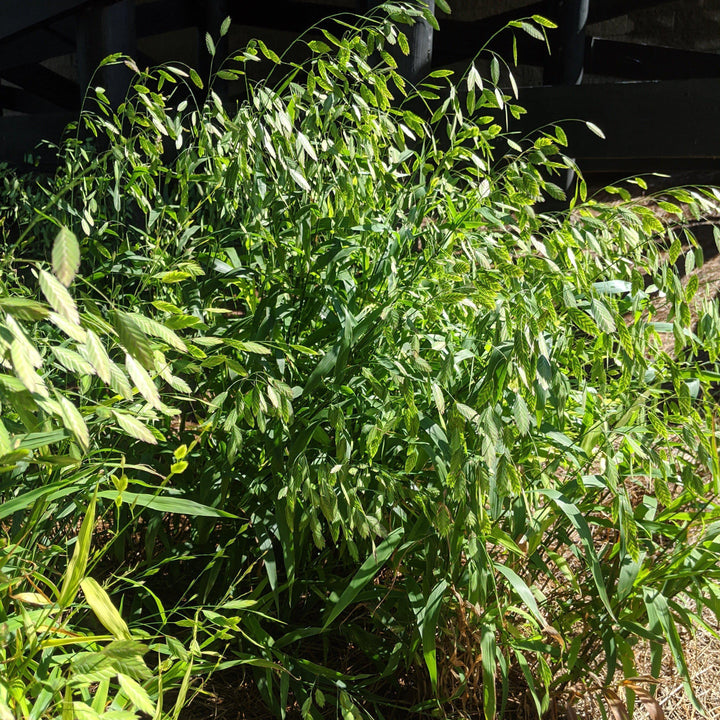 Chasmanthium latifolium  - River Oats, Inland Sea Oats