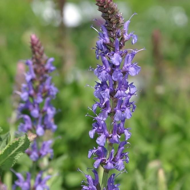 Salvia nemorosa 'Blue Hill'  - Blue Hill Meadow Sage