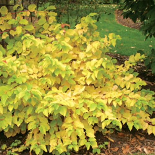 Cornus sanguinea 'Cato'  - Arctic Sun® Dogwood