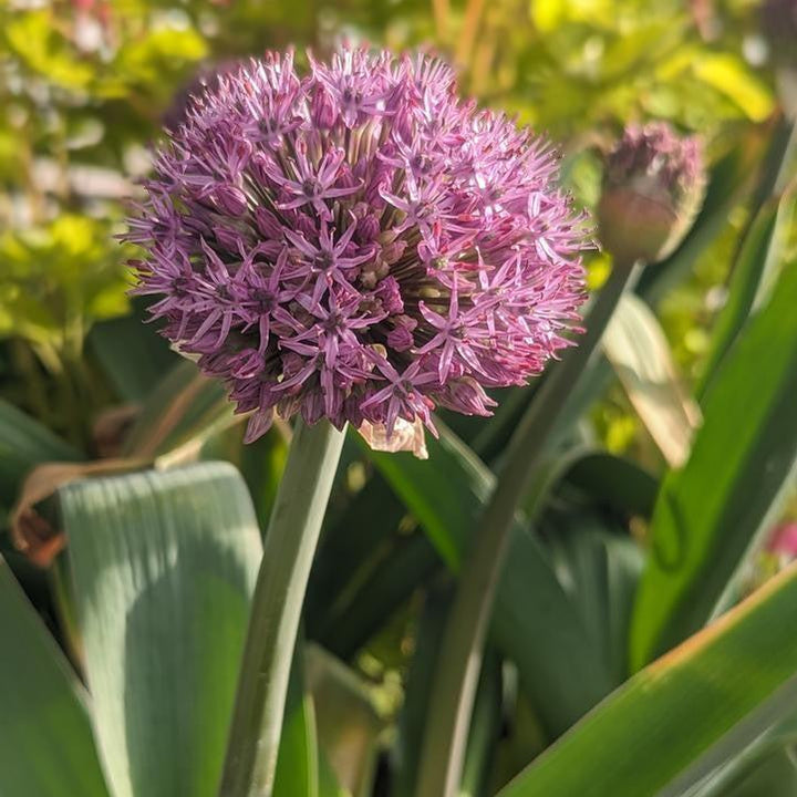 Allium x 'Party Balloons'  - Party Balloons Ornamental Onion