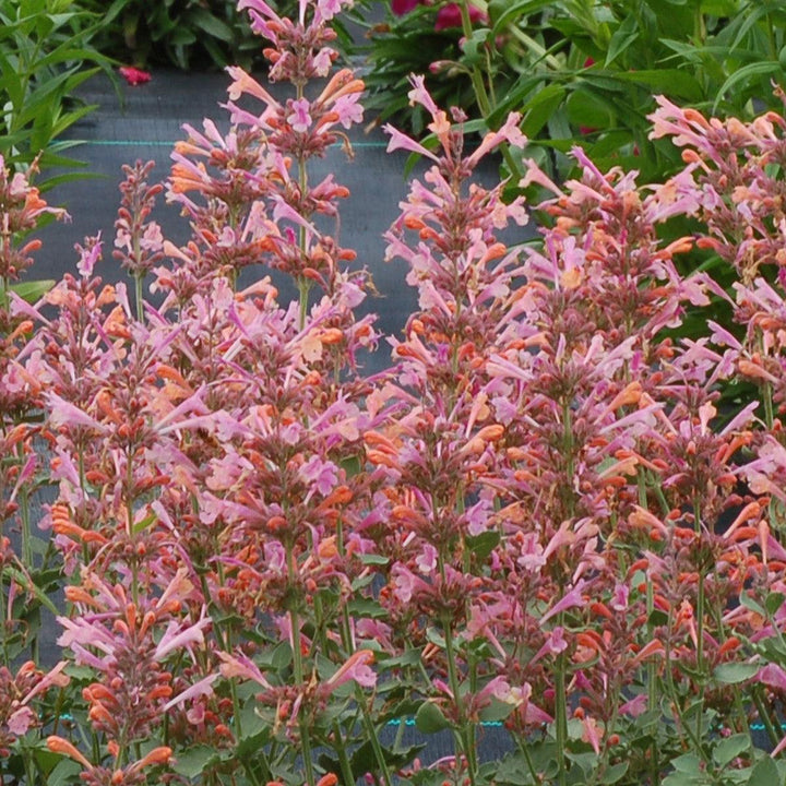 Agastache 'Kudos Ambrosia'  -  Kudos™ Ambrosia Hummingbird Mint, Hyssop