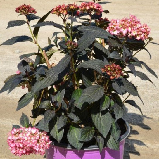 Hydrangea macrophylla 'Bailmacseven'  - First Editions® Eclipse® Hydrangea