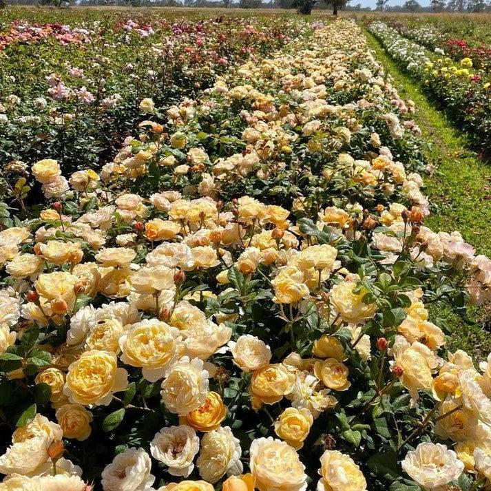Rosa 'Ausowlish'  - Roald Dahl Rose
