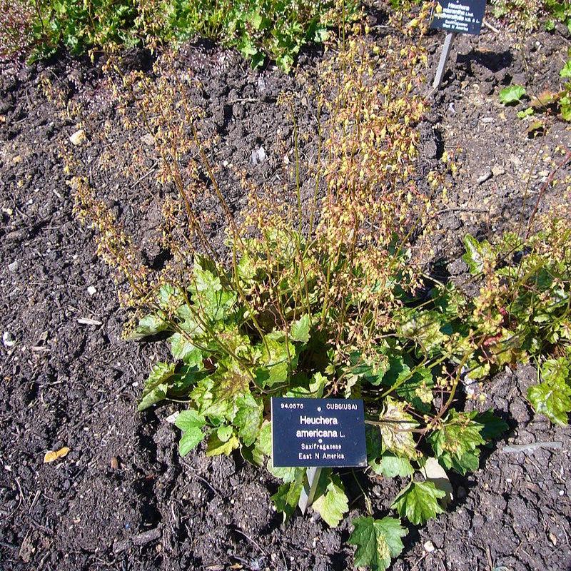 Heuchera americana  - Coral Bells