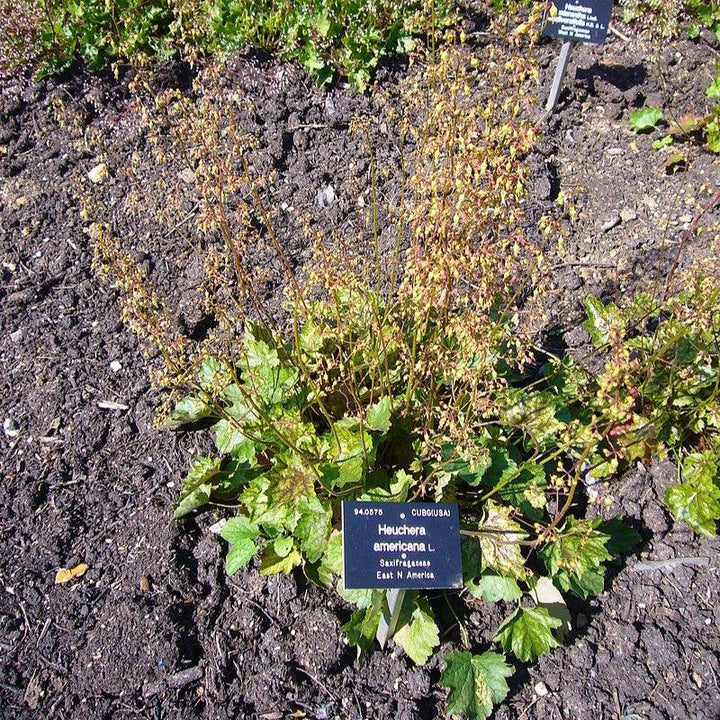 Heuchera americana  - Coral Bells