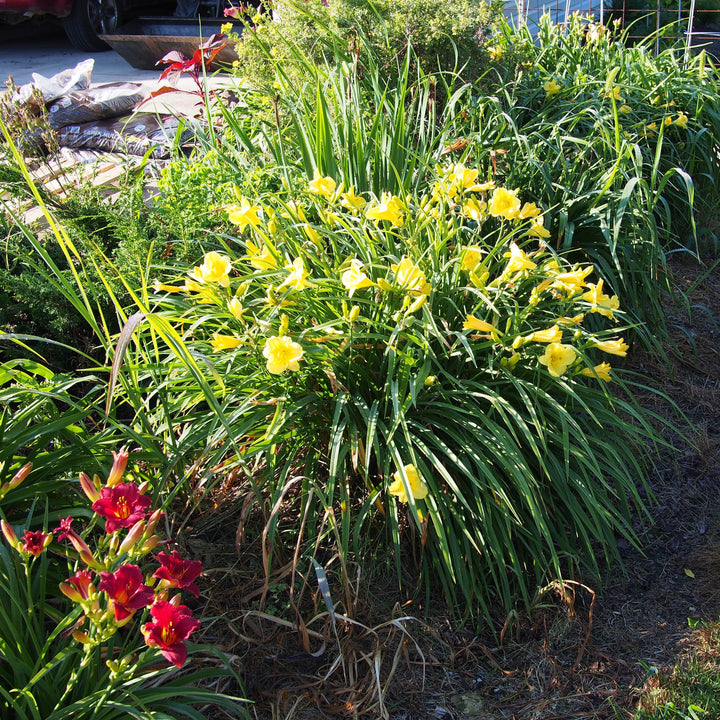 Hemerocallis 'Happy Returns'  - Happy Returns Daylily