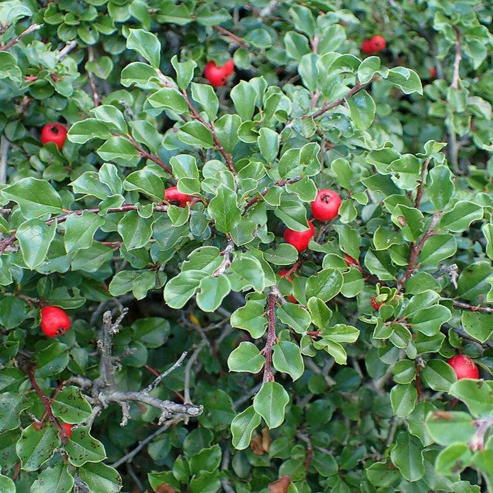 Cotoneaster apiculatus  - Cranberry Cotoneaster