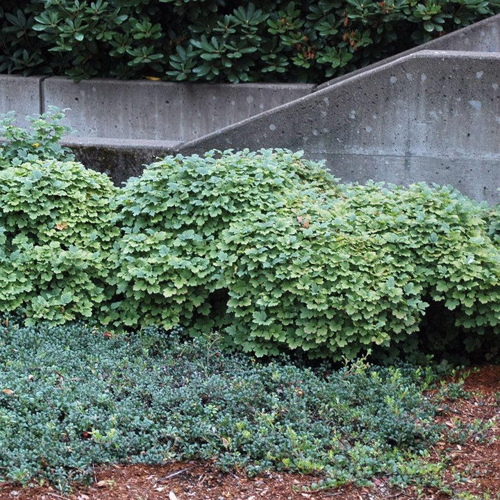 Viburnum opulus 'Nanum'  - Nanum European Cranberrybush
