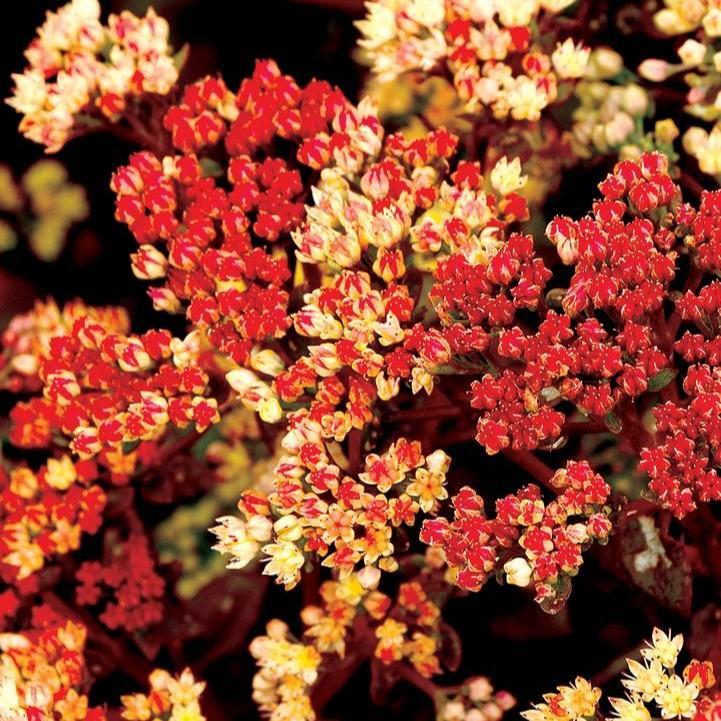 Sedum telephium 'TNSEDPP'  - Peach Pearls Sedum