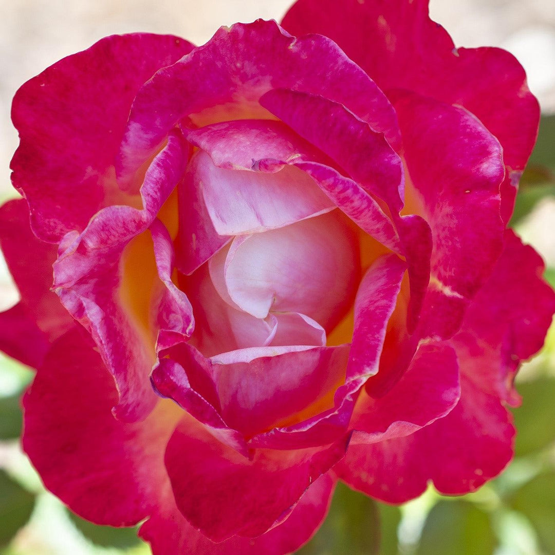 Rosa 'Meizoloi'  - Enchanted Peace™ Rose
