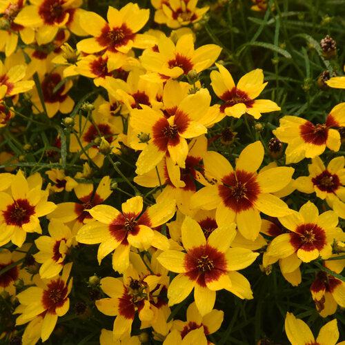 Coreopsis verticillata 'Golden Needles'  - Designer Threads™ Golden Needles Coreopsis