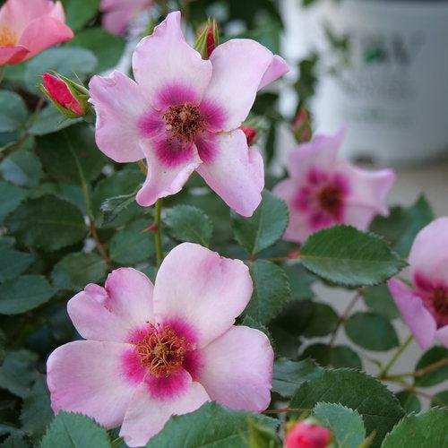 Rosa x 'ChewEyesUp'  - Ringo All-Star™ Rose
