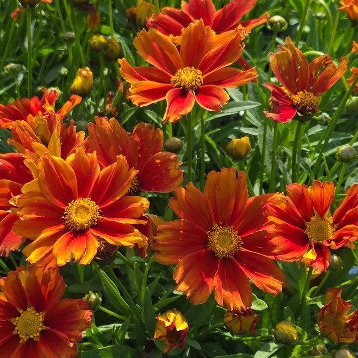 Coreopsis x 'Darling Clementine'  - Lil' Bang™ Darling Clementine Tickseed