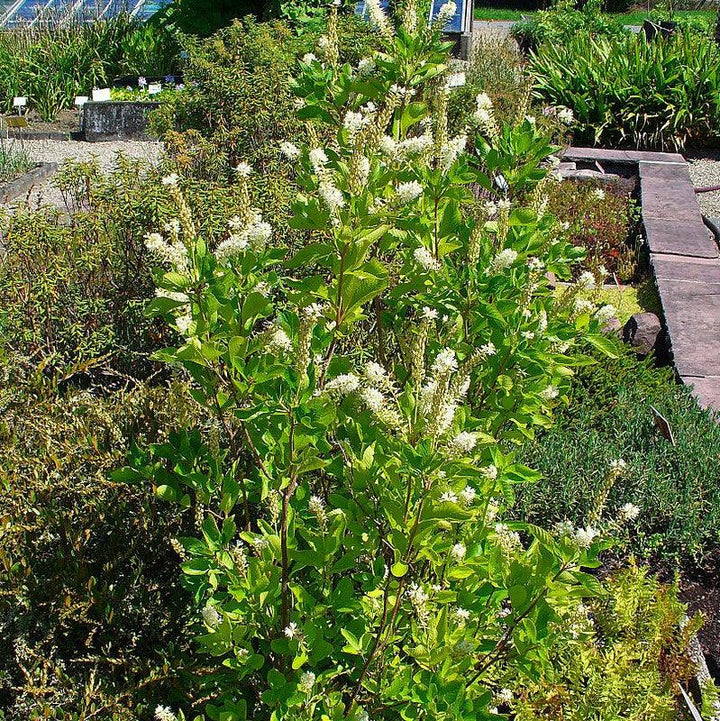 Clethra alnifolia  - Summersweet, Sweet Pepperbush