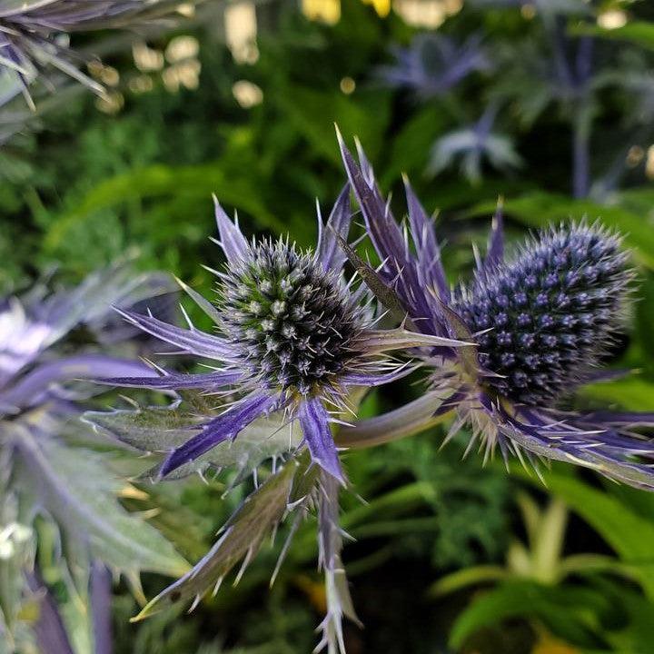 Eryngium x zabelii 'Big Blue'  - Big Blue Sea Holly