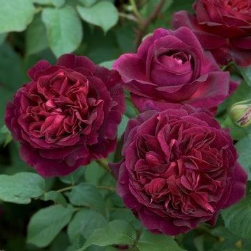 Rosa 'Ausbernard'  - Munstead Wood Rose