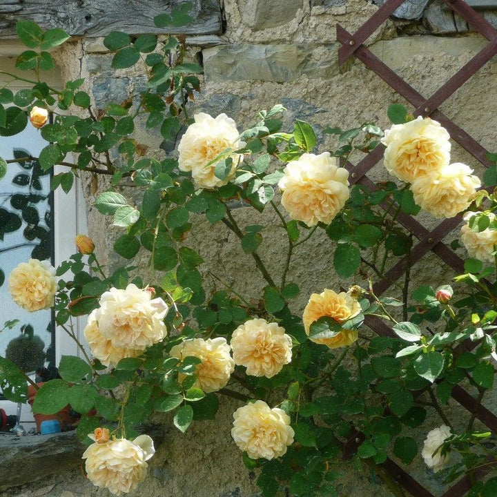 Rosa 'Ausbaker'  - Teasing Georgia® Rose