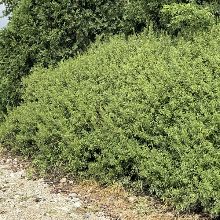 Rhus aromatica 'Fine Textured Compact Select A'  - Lacette™ Sumac