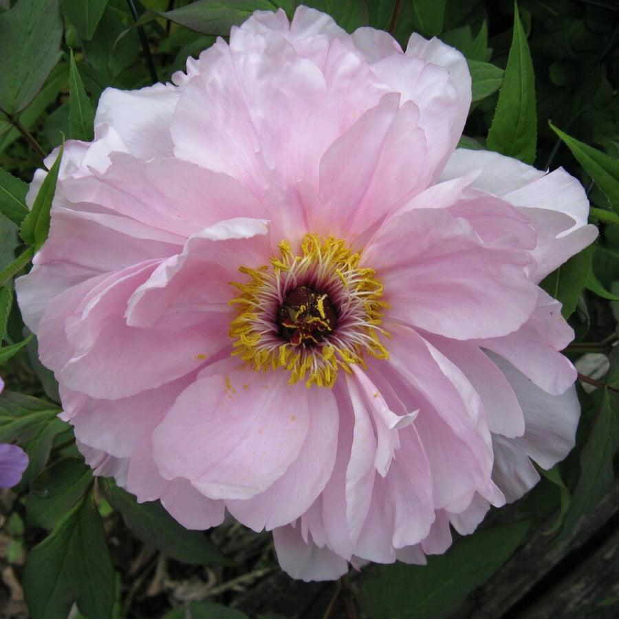Paeonia 'First Arrival'  - First Arrival Itoh Peony