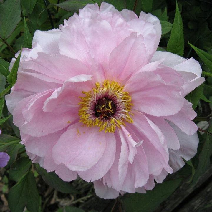 Paeonia 'First Arrival'  - First Arrival Itoh Peony