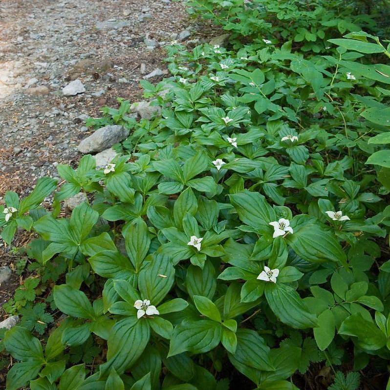 Cornus canadensis  - Creeping Dogwood
