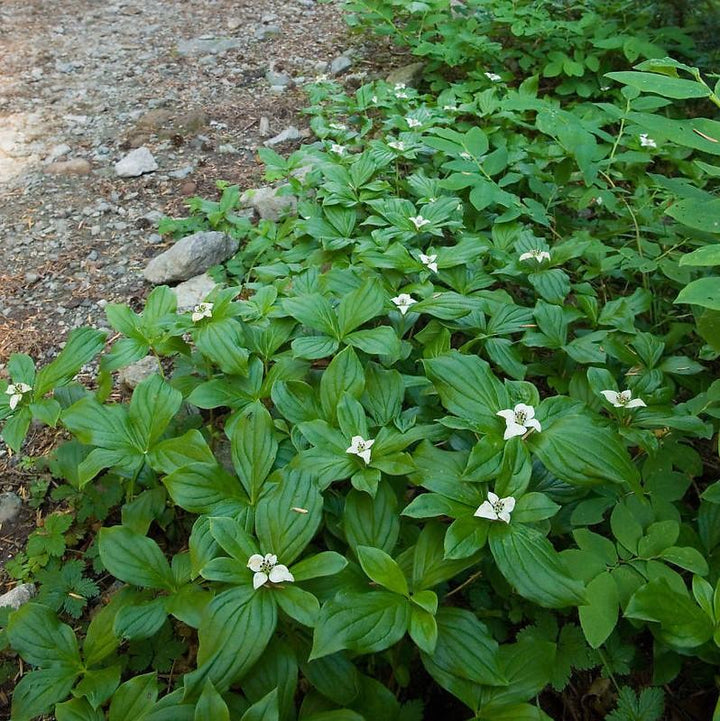 Cornus canadensis  - Creeping Dogwood
