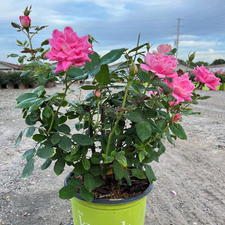 Rosa ‘Radtkopink’ PP 18,507  - Double Pink Knock Out® Rose
