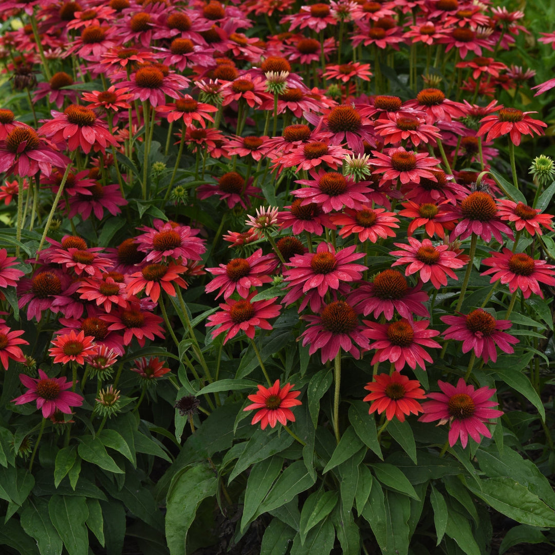 Echinacea 'Balsomtresgo'  - Sombrero® Tres Amigos Coneflower