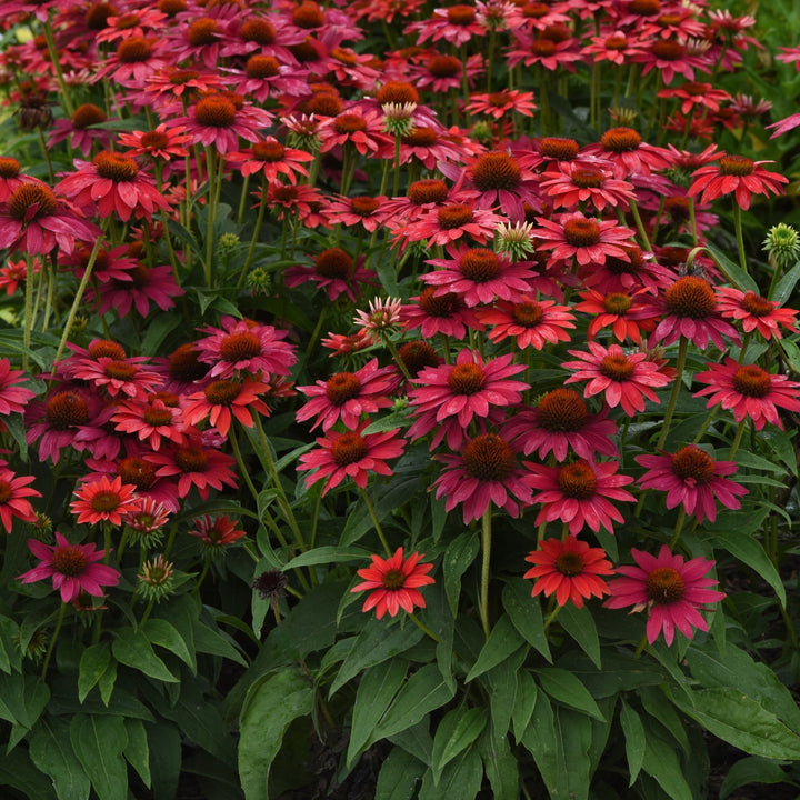 Echinacea 'Balsomtresgo'  - Sombrero® Tres Amigos Coneflower