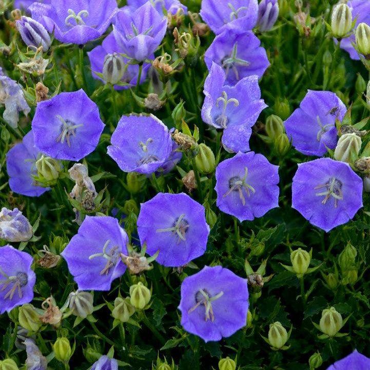 Campanula carpatica 'Rapido Blue'  - Rapido Blue Bellflower