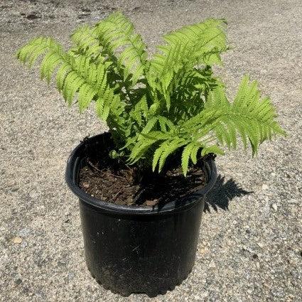 Matteuccia struthiopteris  - Ostrich Fern