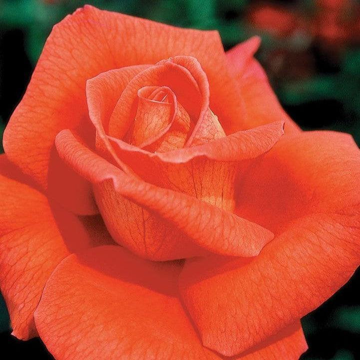Rosa 'Aromiclea'  - Voodoo Rose