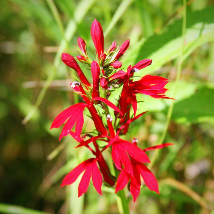Lobelia cardinalis  - Cardinal Flower