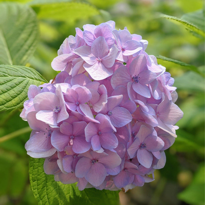 Hydrangea macrophylla 'Nikko Blue'  - Nikko Blue Hydrangea