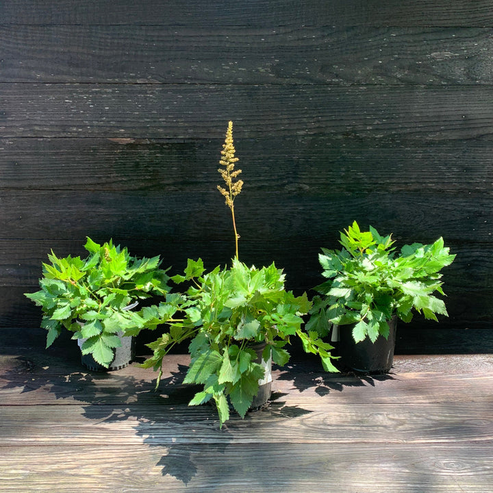 Astilbe chinensis 'Visions'  - Visions Chinese Astilbe, False Goat's Beard