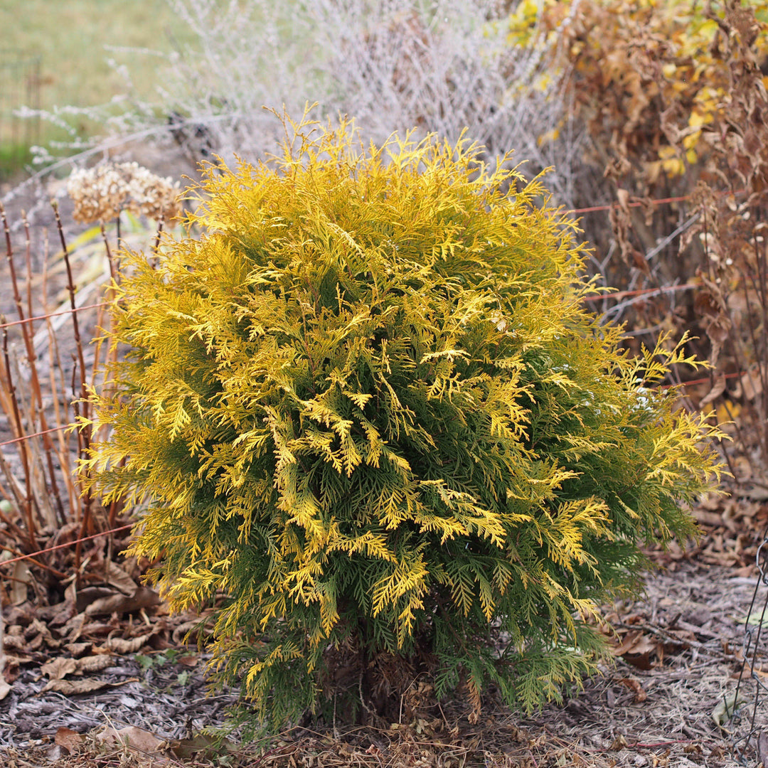 Thuja occidentalis 'Globosa Aurea'  - Golden Globe Arborvitae