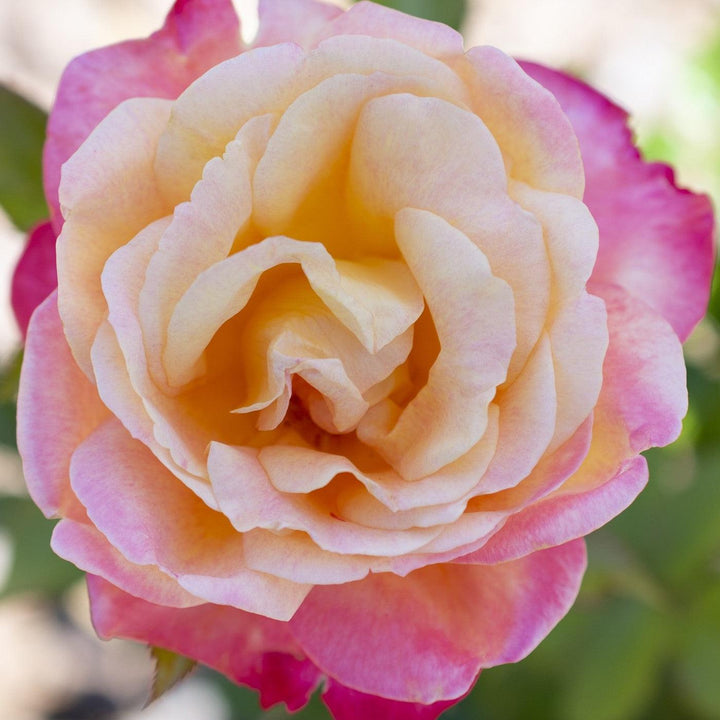 Rosa 'Meizoloi'  - Enchanted Peace™ Rose