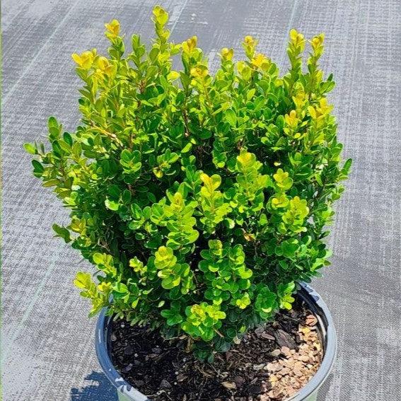 Buxus ‘SB300’ PP32421  - NewGen™ Freedom® Boxwood