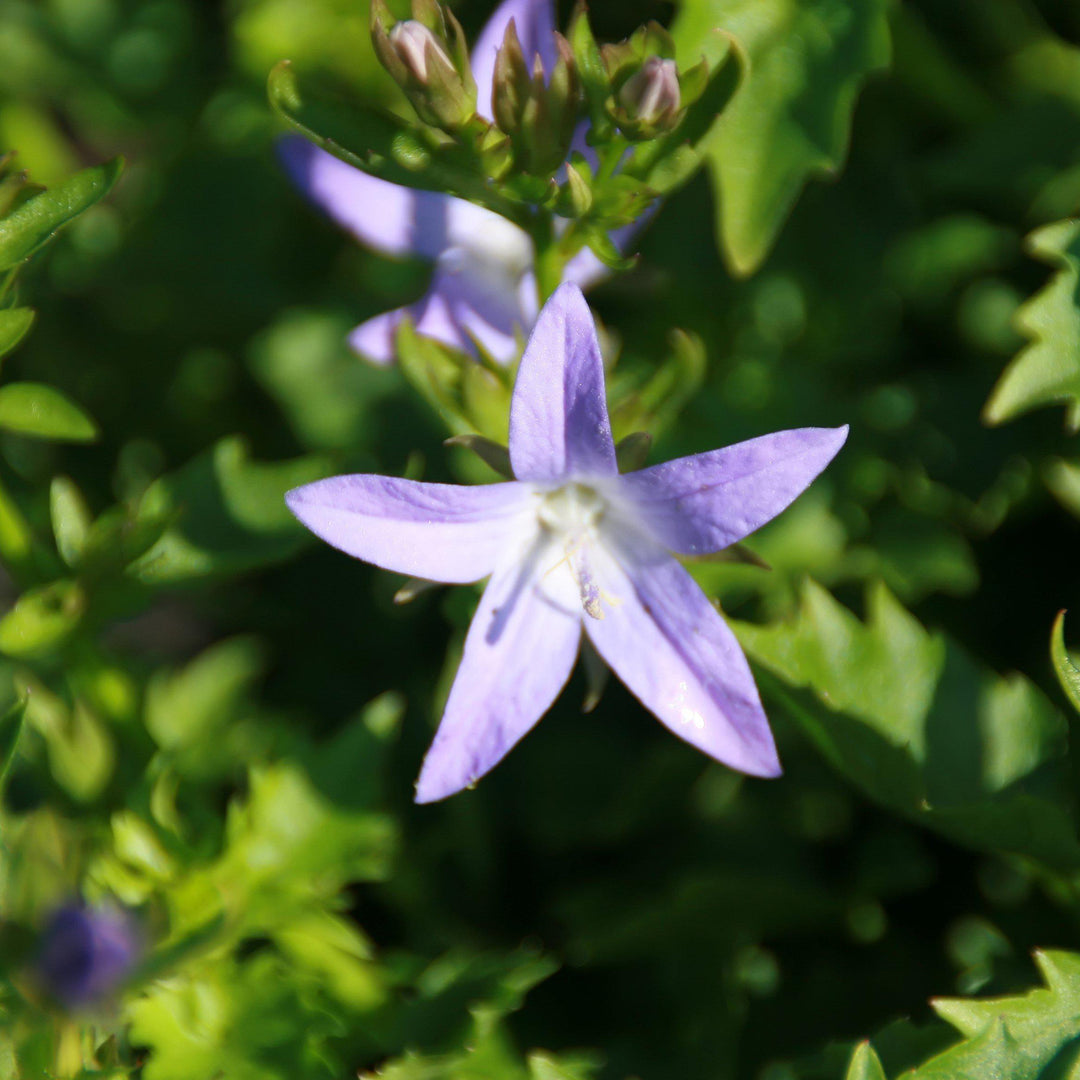 Campanula poscharskyana 'Blue Waterfall'  - Blue Waterfall Bellflower