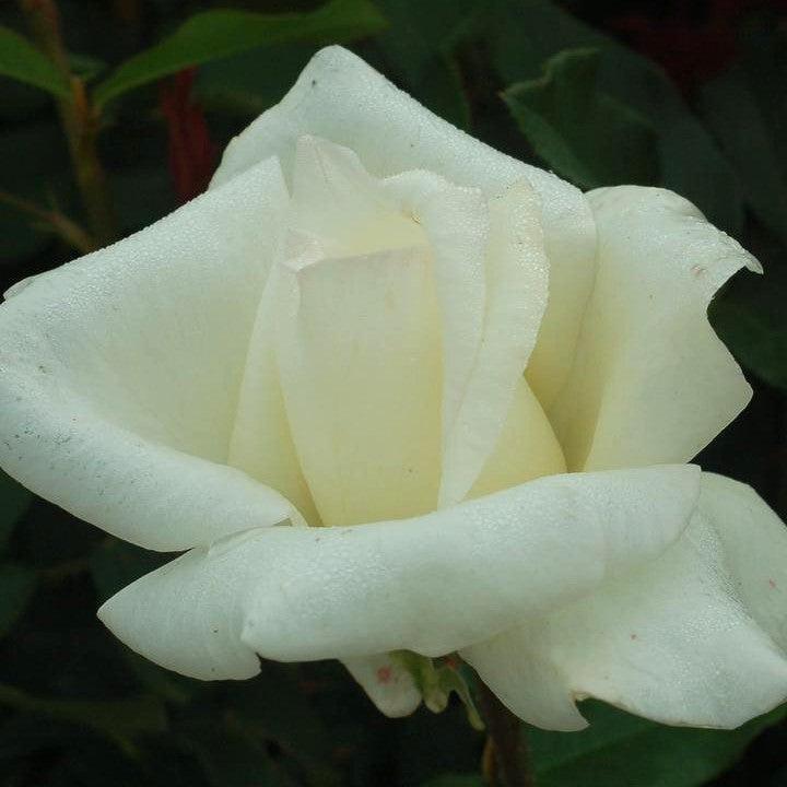 Rosa 'JAColite'  - Honor™ Rose