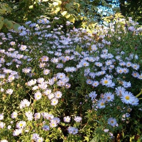 Aster novi-belgii  - New York Aster
