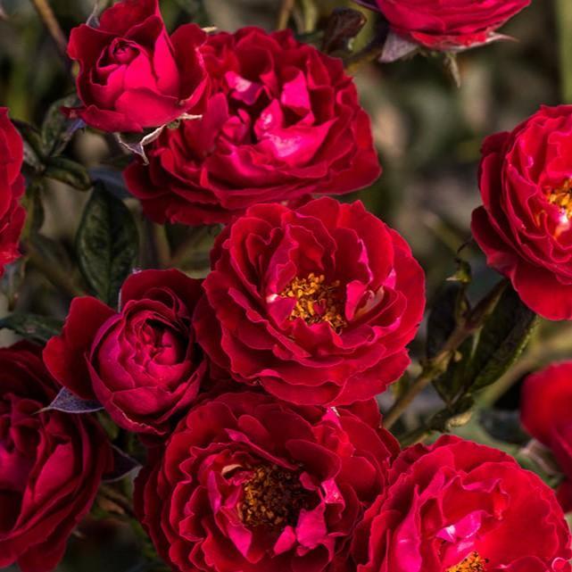 Rosa 'Sproflored'  - Cherrytini™ Rose