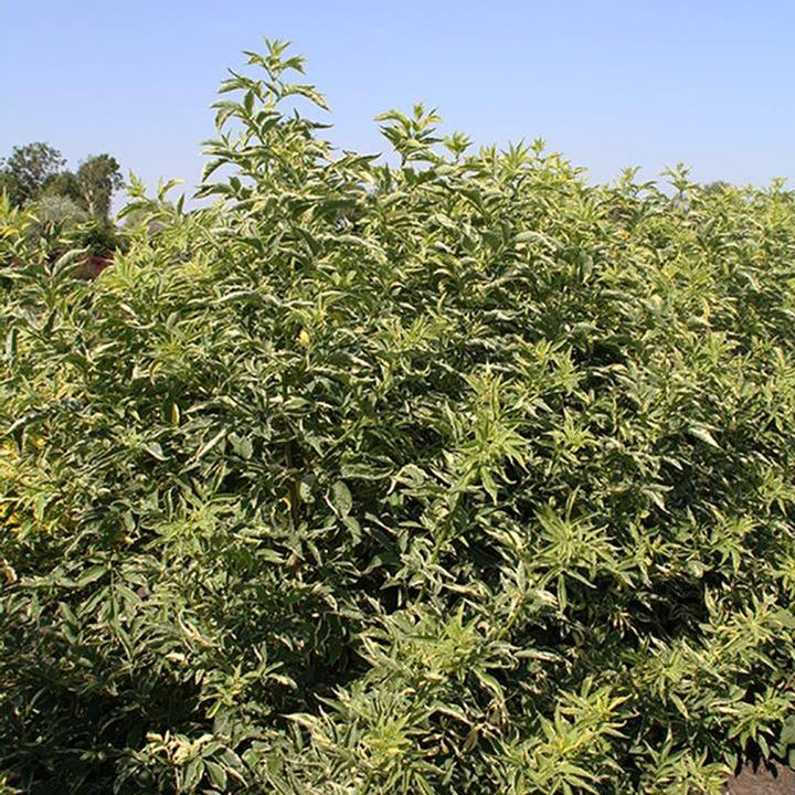 Sambucus nigra 'Instant Karma'  - Instant Karma™ Elderberry