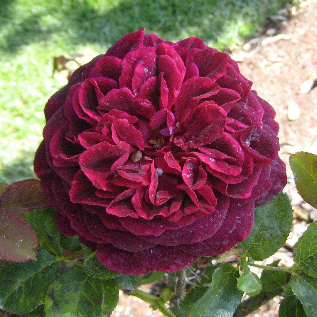 Rosa 'Ausbernard'  - Munstead Wood Rose