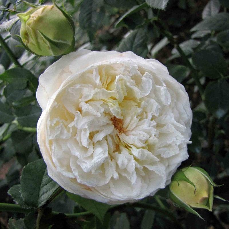 Rosa 'Ausprior'  - Claire Austin Rose