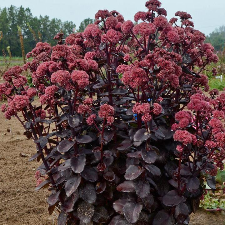 Sedum 'Night Embers'  - Night Embers Stonecrop