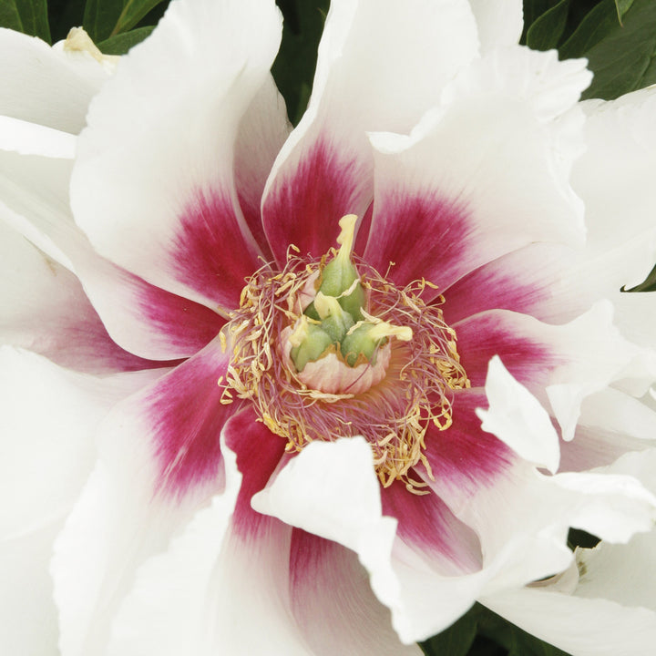 Paeonia 'Cora Louise'  - Cora Louise Itoh Peony