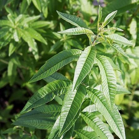Aloysia triphylla  - Lemon Beebrush, Lemon Verbena