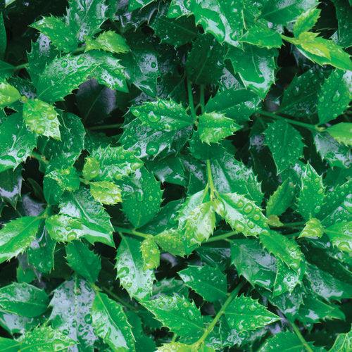 Ilex x meserveae 'Hachfee'  - Castle Spire® Blue Holly
