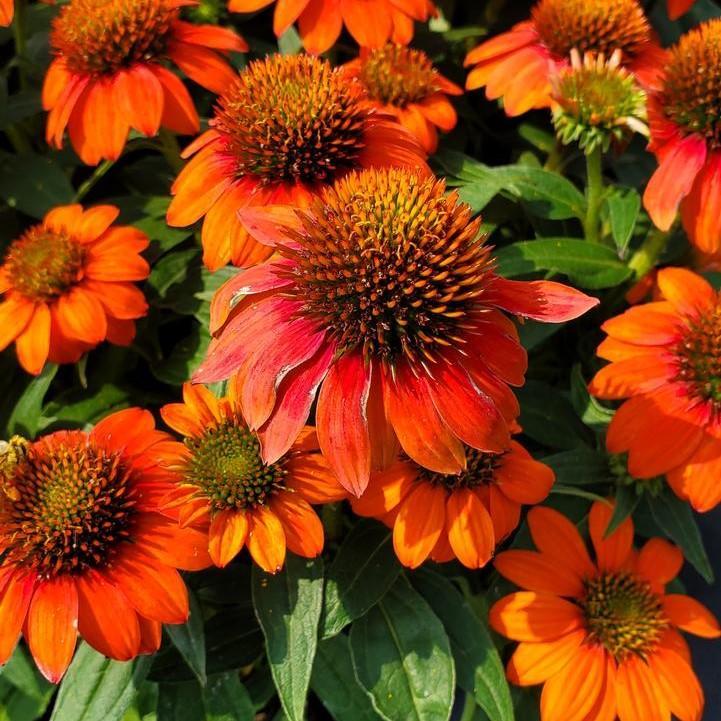 Echinacea 'Balsomstor'  - Sombrero® Fiesta Orange Coneflower